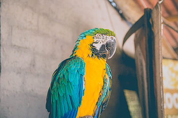 Animals, Parrots, Bird, Color HD wallpaper