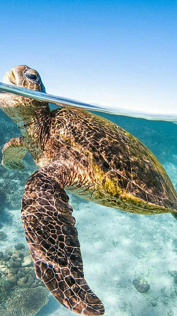 Turtle, Cute HD phone wallpaper