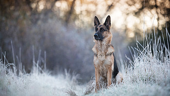 German Shepherd, , Stunning visuals, Canine magnificence HD wallpaper