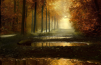 Autumn forest, Autumn, Trees, Park, Road HD wallpaper
