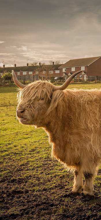Bull cattle, XS HD phone wallpaper