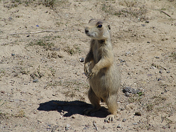 White-tailed Prairie Dog, Cynomys leucurus, Inaturalist HD wallpaper
