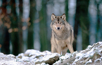 Animals, Wolfs HD wallpaper
