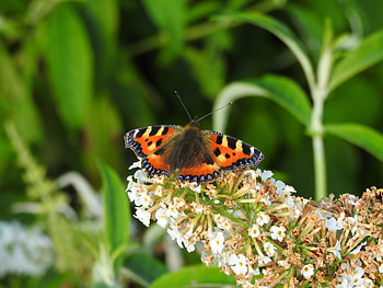 Animals, Flowers, Macro, Pattern, Insect, Butterfly, Wings HD wallpaper