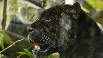 Animals Full - | Panther | Full HD wallpaper