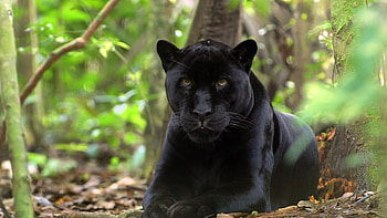 Black Panther 2, panther, black, animals, predator HD wallpaper