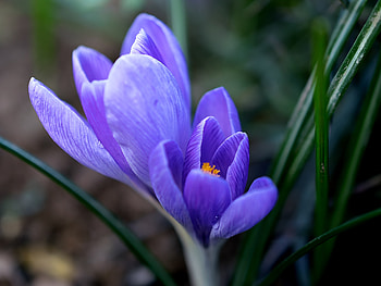 Flower, close up, crocus HD wallpaper