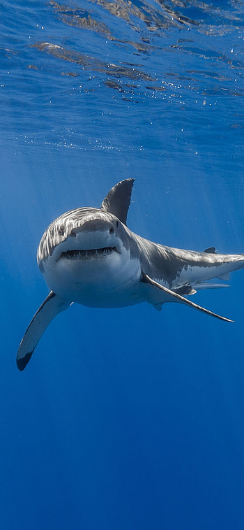 Shark , Top shark, backgrounds shark, White shark HD phone wallpaper