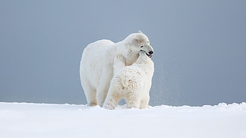 Snowy bear , Winter wilderness, Arctic charm, Snow-capped beauty HD wallpaper