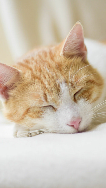 Adorable cat, Beautiful HD phone wallpaper