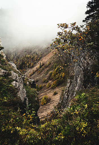 Nature, Bush, Fog, Slope HD phone wallpaper