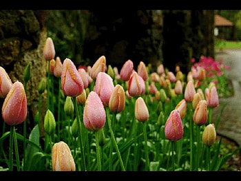 raindrops on a tulips, nature, flowers, tulips, raindrops HD wallpaper