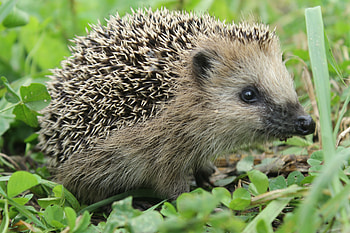 Animals, Grass, Muzzle, Thorns, Prickles, Hedgehog HD wallpaper
