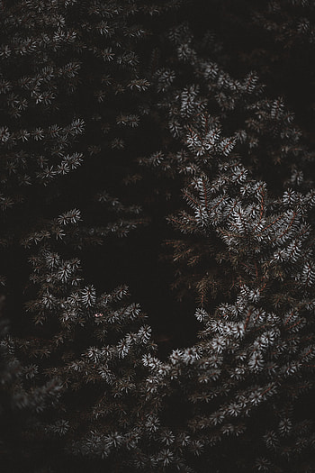 Needle, Dark, Branches, Frost, Hoarfrost HD phone wallpaper