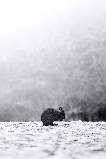 Animals, Snow, Animal, Rabbit HD phone wallpaper