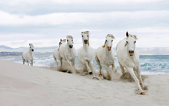 Animals, Horses HD wallpaper