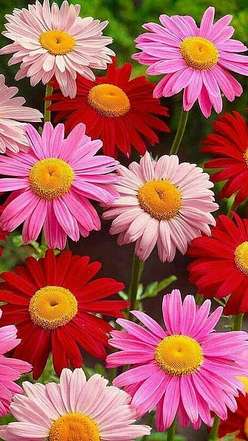 Colourful Daisy, Flowers HD phone wallpaper