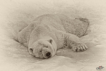 enjoy, white, bear, play, snow HD wallpaper
