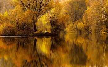 Autumn in the mirror, autumn, mirror, forest, lake HD wallpaper