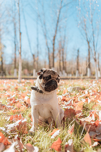 Animals, Dog, Pet, Animal, Pug HD phone wallpaper