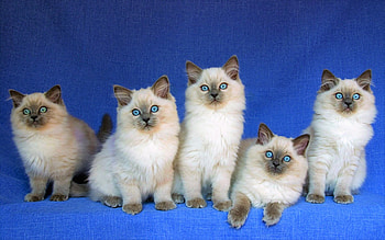 Birman kittens , id 175441, Abyss, Kittens HD wallpaper