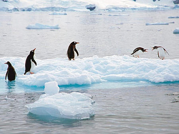 On Ice, sea, penguins, floating, ice HD wallpaper