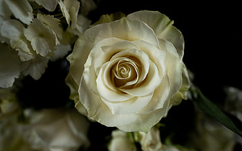 Rose, plant, graphy, flower HD wallpaper