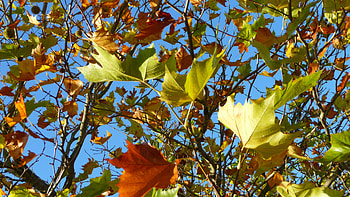 Sycamore tree, Leafy delight, Nature's masterpiece, Striking HD wallpaper
