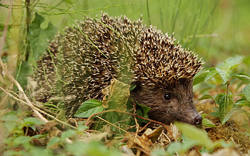 Animals, Grass, Autumn, Leaves, Prickles, Thorns, Hedgehog HD wallpaper
