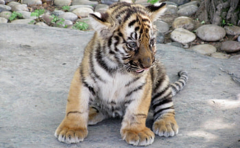 Small Tiger, jezyczek, tygrysek, kamienie, maly HD wallpaper