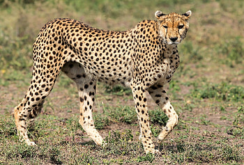 beautiful specimen of cheetah, cheetah, feline, beautiful, savannah HD wallpaper