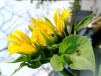 Good thoughts ;), sunshine, thoughts, yellow, nature, flowers, wonderful, sunflower, forever HD wallpaper