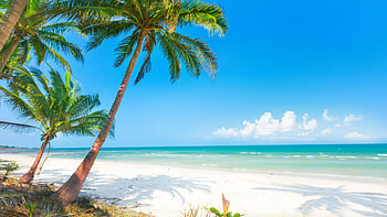 Palm Tree, Golden sand and sea, Palm tree paradise, Stunning HD wallpaper