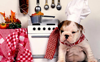 Animals, Dog, Plate, Cap, Kitchen, Bulldog, Slab, Cook, Products, Groceries HD wallpaper