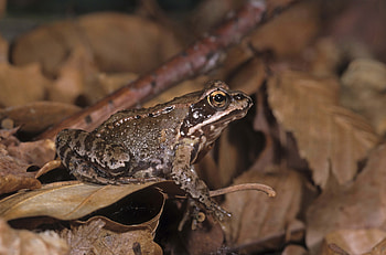 Animals, Leaves, Frog, Toad HD wallpaper