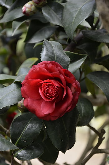 Close-up of a vibrant red Camellia flower in full bloom, showcasing its natural beauty. HD phone wallpaper
