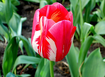 Flowers, Flower, Motley, Bud, Flower Bed, Flowerbed, Tulip, Sharpness, Variegated HD wallpaper