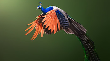 Peacock, Animal, Bird, Birds HD wallpaper