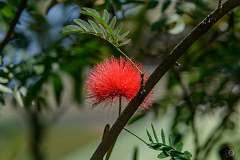 BEAUTIFUL BLOSSOM, FLOWER, BEAUTIFUL, BLOSSOM HD wallpaper