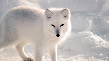 Arctic Fox, White fur, Winter snow, Nature HD wallpaper