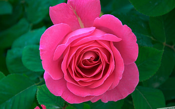 Pink Rose, BEAUTY, FLOWERS, ROSE, NATURE HD wallpaper