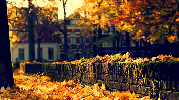 Autumn, leaves, autumn splendor, house, fall, nature HD wallpaper