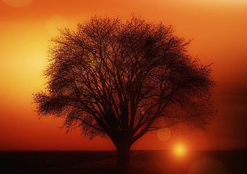 Earth Orange Road Silhouette Sun Sunset Tree, sunset, tree, nature HD wallpaper