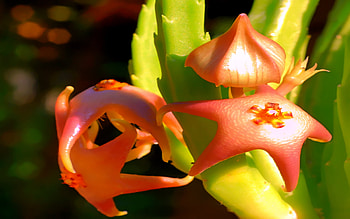 Star Of Love, loving, star shape, glow, light, flowers, romantic HD wallpaper
