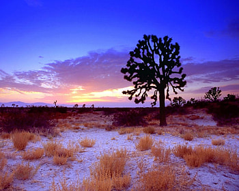 winter, sky, snow, tree HD wallpaper