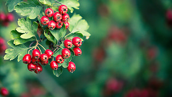 Haws, Hawthorn Tree HD wallpaper