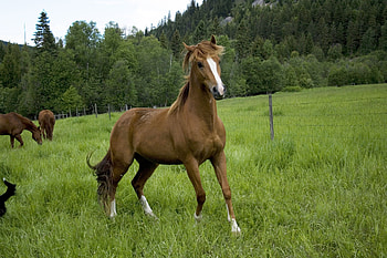 Animals, Trees, Grass, Field, Horse HD wallpaper