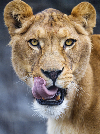 Animals, Predator, Big Cat, Lioness, Protruding Tongue, Tongue Stuck Out HD phone wallpaper