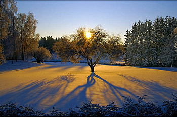 Tree w Sun, beautiful, sun, , tree HD wallpaper