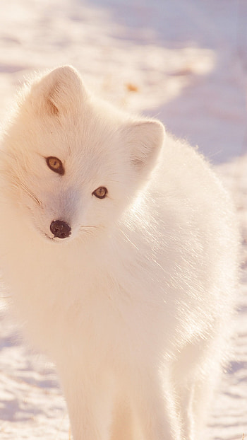 Cute snow fox, Popular , Snowy landscapes, Frosty charm HD phone wallpaper